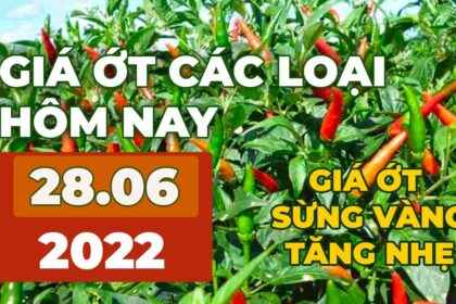 chili prices June 28, 2022