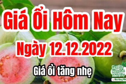 market prices and guava price December 12, 2022