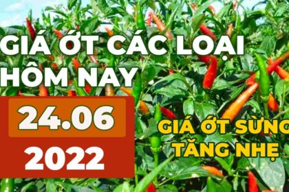 chili prices June 24, 2022
