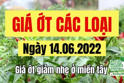 chili prices June 14, 2022