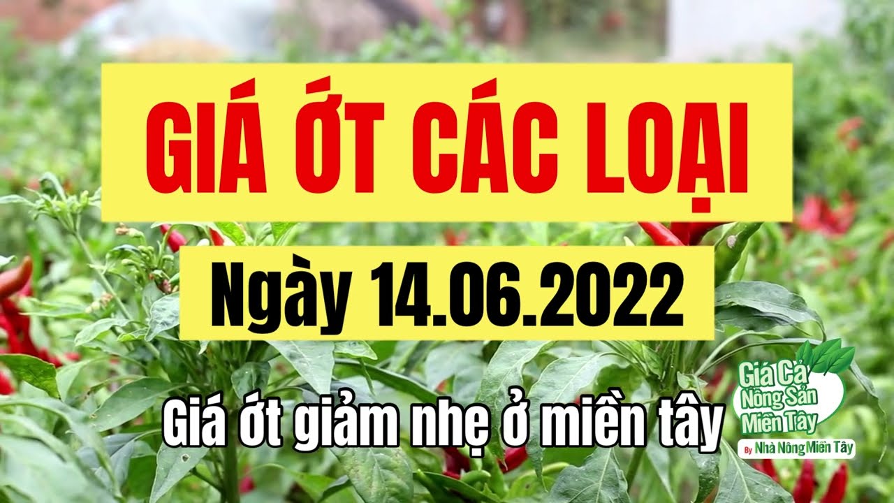 chili prices June 14, 2022