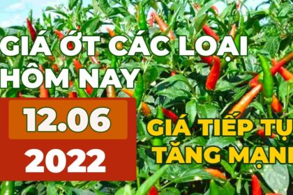 chili prices June 12, 2022