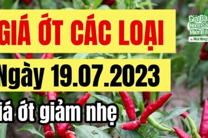 chili price July 21, 2023