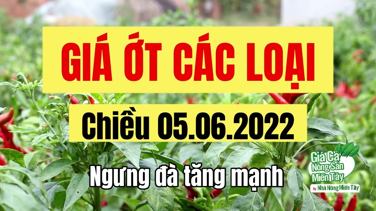 chili prices June 5, 2022