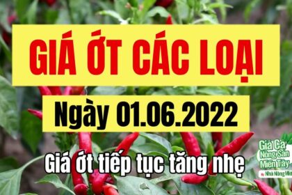 chili prices June 1, 2022