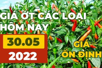 chili prices May 30, 2022