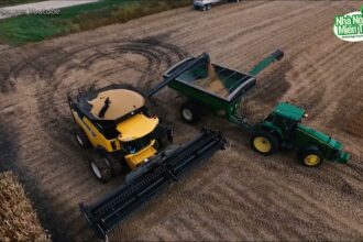 China grain purchases feed prices
