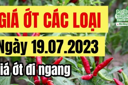 chili price July 19, 2023