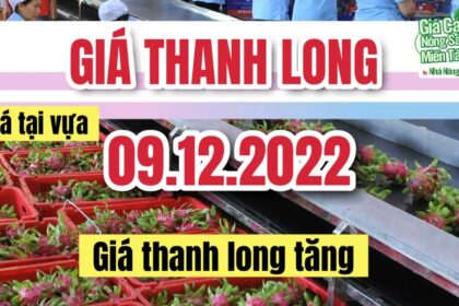 dragon fruit price December 9, 2022