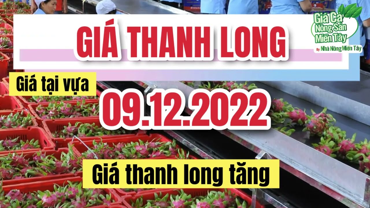 dragon fruit price December 9, 2022