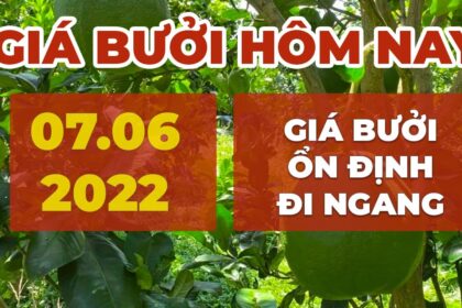 pomelo prices June 7, 2022