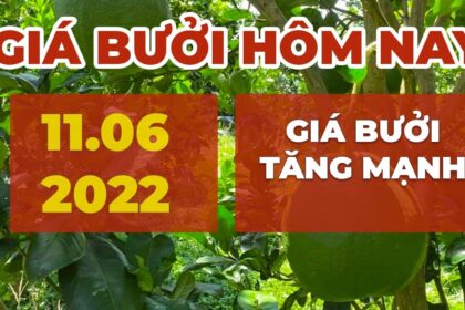pomelo prices June 11, 2022