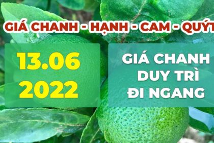 lime, calamansi, orange and mandarin prices June 13, 2022