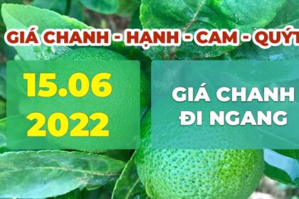 lime, calamansi, orange and mandarin prices June 15, 2022