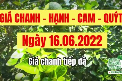 lime, calamansi, orange and mandarin prices June 16, 2022