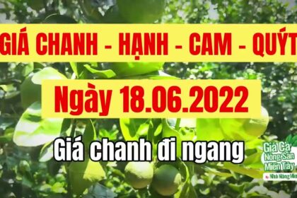 lime, calamansi, orange and mandarin prices June 18, 2022