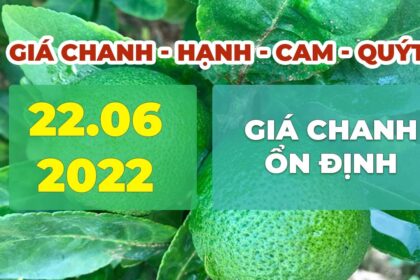 lime, calamansi, orange and mandarin prices June 22, 2022