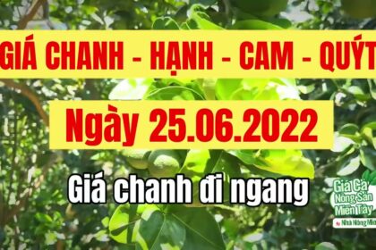 lime, calamansi, orange and mandarin prices June 25, 2022
