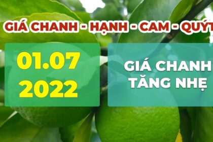 lime, calamansi, orange and mandarin prices July 1, 2022