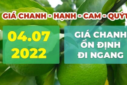 lime, calamansi, orange and mandarin prices July 4, 2022