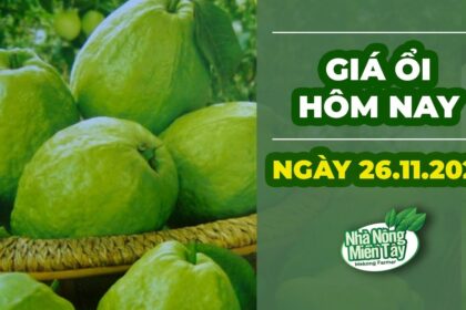 market prices and guava price November 26, 2022