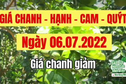 lime, calamansi, orange and mandarin prices July 6, 2022