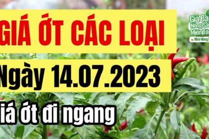 market prices and chili price July 14, 2023