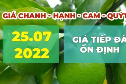 lime, calamansi, orange and mandarin prices July 25, 2022