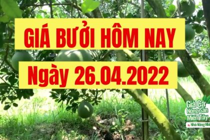 green-skin pomelo and Nam Roi pomelo price April 26, 2022