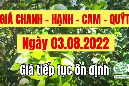lime, calamansi, orange and mandarin prices August 3, 2022