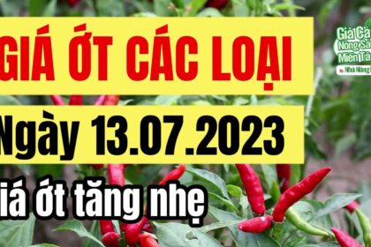 chili price July 13, 2023