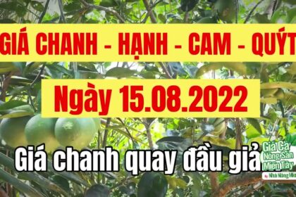 lime, calamansi, orange and mandarin prices August 15, 2022