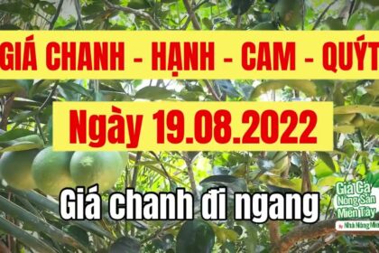 lime, calamansi, orange and mandarin prices August 19, 2022