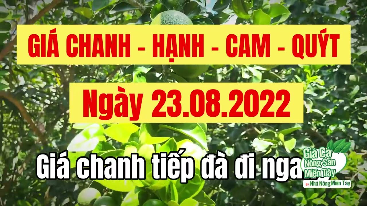 lime, calamansi, orange and mandarin prices August 23, 2022