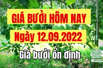pomelo prices September 12, 2022