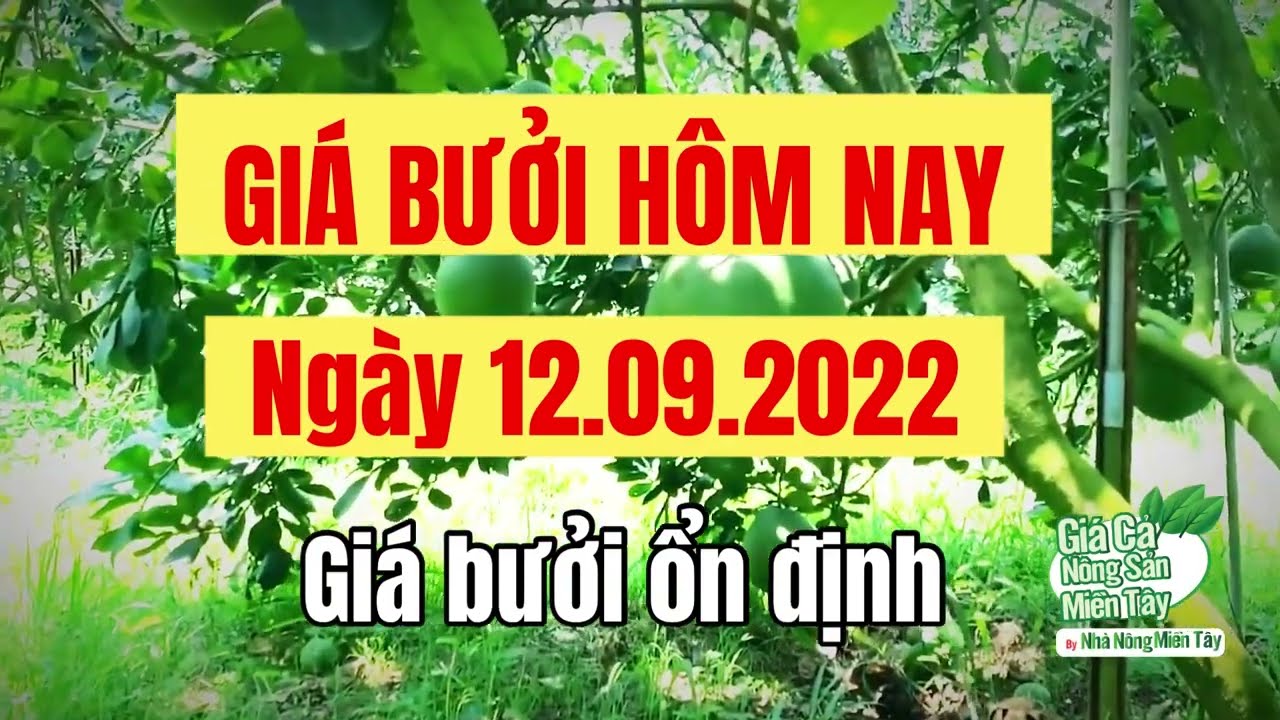 pomelo prices September 12, 2022