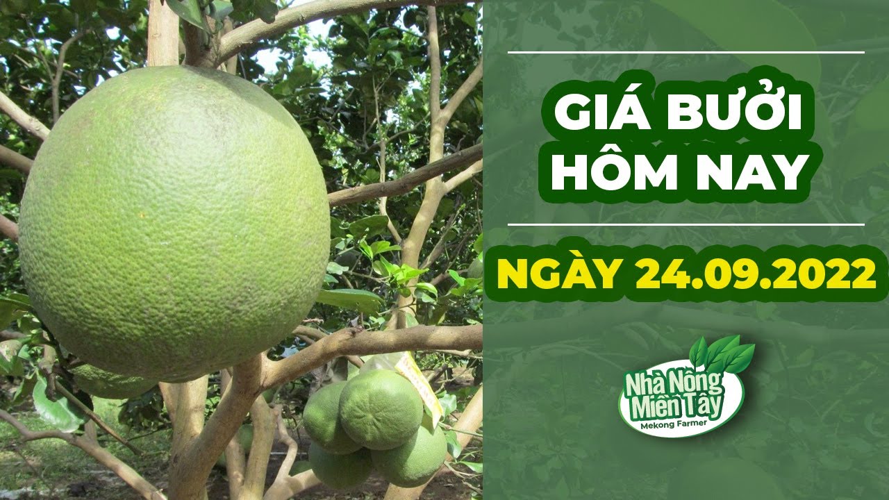 pomelo prices September 24, 2022
