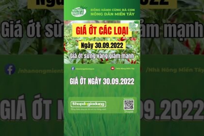 citrus fruit prices September 30, 2022