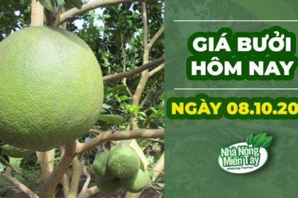 pomelo prices October 8, 2022