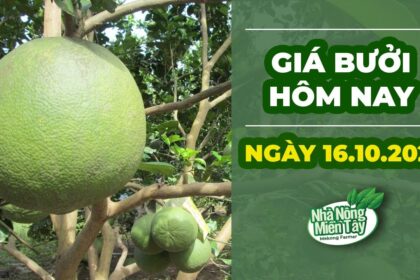 pomelo prices October 16, 2022