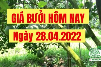 green-skin pomelo, Nam Roi pomelo, lime and calamansi price April 28, 2022