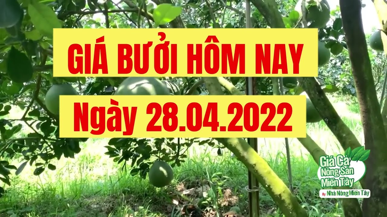 green-skin pomelo, Nam Roi pomelo, lime and calamansi price April 28, 2022