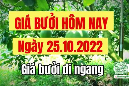 pomelo prices October 25, 2022