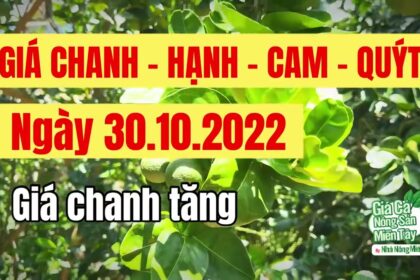lime prices October 30, 2022
