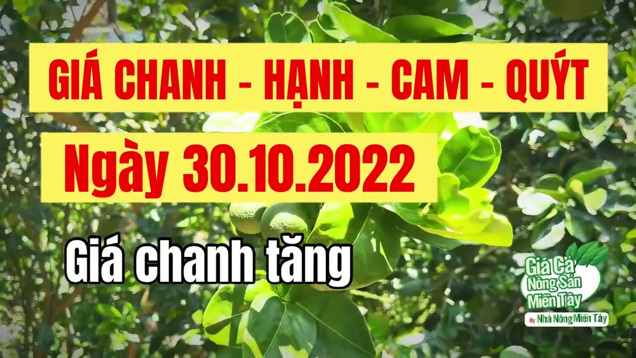 lime prices October 30, 2022