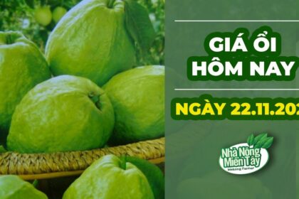 market prices and guava price November 22, 2022