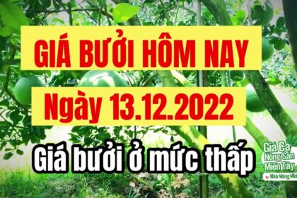 green-skin pomelo and nam roi pomelo prices December 13, 2022
