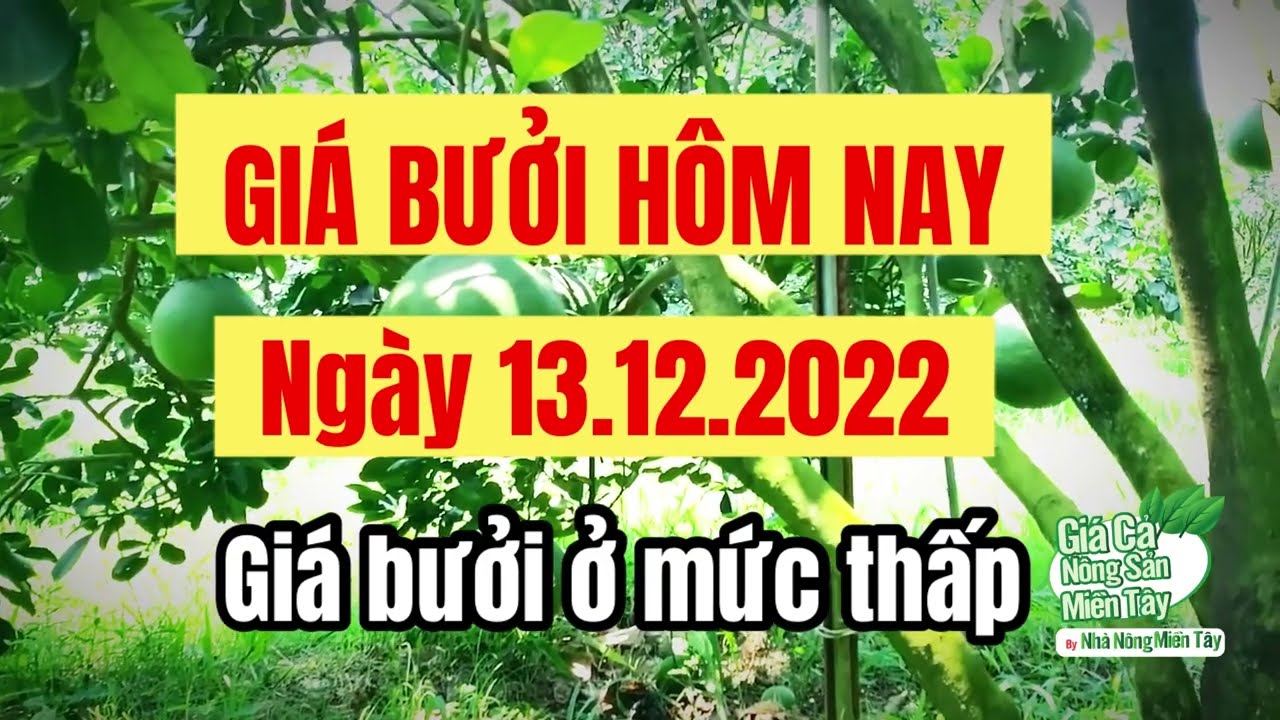 green-skin pomelo and nam roi pomelo prices December 13, 2022