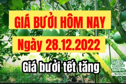 pomelo prices December 28, 2022