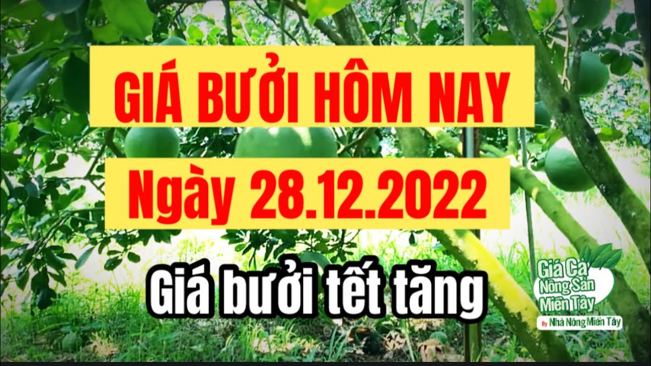 pomelo prices December 28, 2022